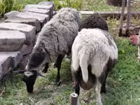 Ոչխար, Romanov sheep — լուսանկար 7