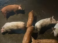 Eber, Schweine — Foto 6