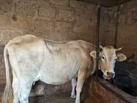 Cow, Cattle — photo 1