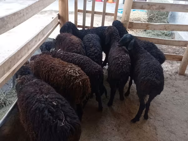 Oveja, Tajik sheep
