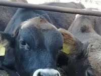 Bull, Cattle — photo 1