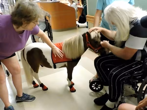 Էգ ձի, Miniature horse