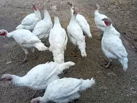 Turkeys — الصورة 1