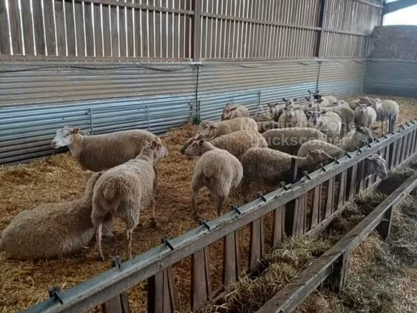 Ոչխար, Rouge de l’Ouest sheep
