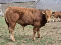 Bulle, Limousin-Kuh — Foto 4