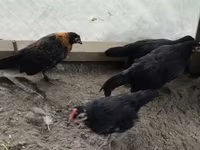Gallina checa dorada veteada — foto 1