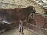 Cow, Holstein breed — photo 8