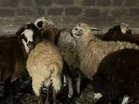 Ոչխար, Ոչխարներ — լուսանկար 8