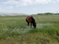 Horse (M), Kushum Horse — photo 5
