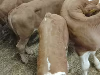 牛只（批次，未指定性别）, Simmental cattle — 照片 3