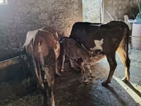 Cow, Cattle — photo 2