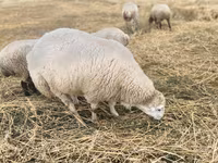Widder, Bardhoka sheep — Foto 1