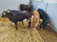 Կով, Simmental cattle — լուսանկար 2