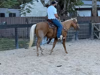 Ձի, Quarter Horse — լուսանկար 2