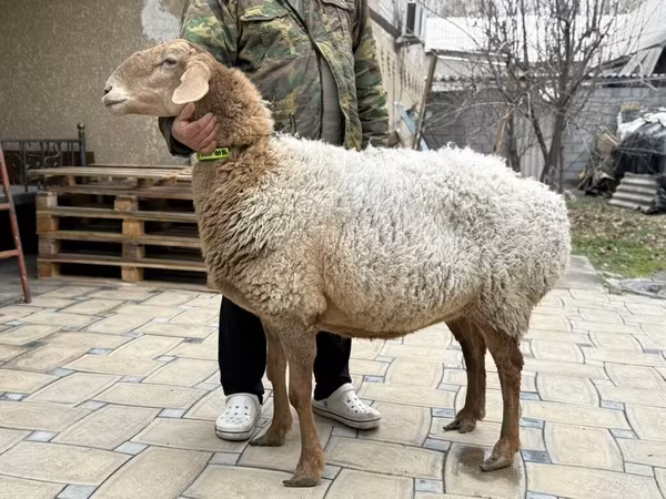 نعجة, Awassi sheep