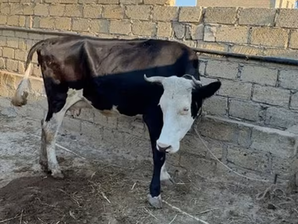 بقرة, السلالة الحمراء المنقطة