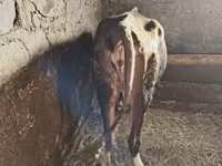 Cow, Cattle — photo 3