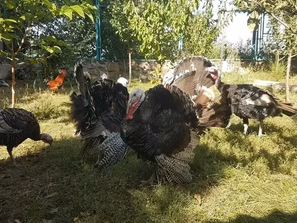 Turkeys — Армения