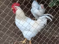 دومينانت — الصورة 1