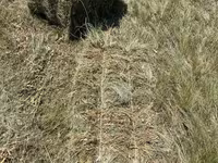 Խոտի տուկ բարձր որակի — լուսանկար 1