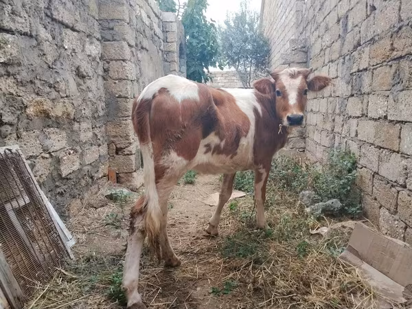 بقرة, Simmental cattle