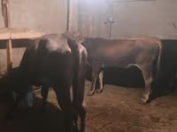 Bull, Cattle — photo 2