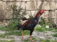 ياباني بانتام — الصورة 2
