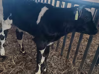 Ցուլ, Russian Black pied cattle — լուսանկար 2