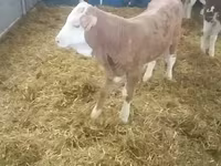Touro, Simmental cattle — foto 2