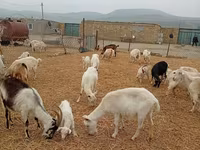 Էգ այծ, Saanen goat — լուսանկար 4