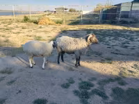 Խոյ, Arabi sheep — լուսանկար 2
