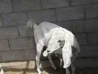 Էգ այծ, Beetal goats — լուսանկար 1