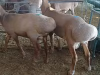 मेढ़ा, Hissar sheep — फ़ोटो 4