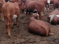 Cow, Red Steppe Cow — photo 2