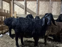 Խոյ, Baerchuke sheep — լուսանկար 1