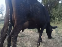 母牛, Red Polled Cow — 照片 1
