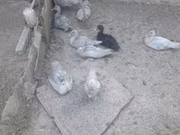 Ducks — լուսանկար 4