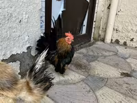Chickens — լուսանկար 3