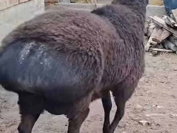 Ram, Sheep