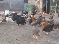 Chickens — Foto 5