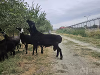 Խոյ, Ոչխարներ — լուսանկար 5