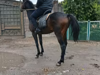 公马, Thoroughbred horse — 照片 2