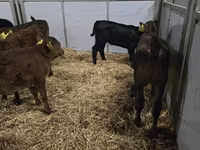 Կով, Simmental cattle — լուսանկար 5