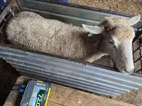 母羊, Kuibyshev sheep — 照片 2