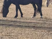 Caballo, New Altai Horse — foto 2