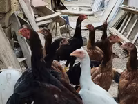 Chickens — 1-сурет