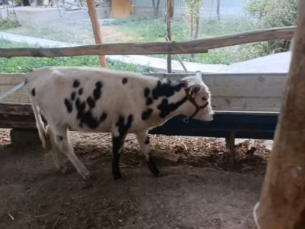 Rinder (Partie, Geschlecht nicht angegeben), Russian Black pied cattle