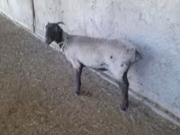 Ոչխարներ (խումբ, սեռը նշված չէ), Merino sheep — լուսանկար 3