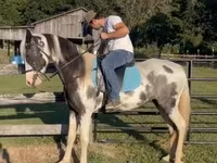 فرس, Pinto horses — الصورة 7