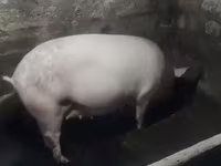 Էգ խոզ, Крупная белая — լուսանկար 1